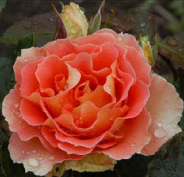 Rose Supply and Maintenance Specialist in Melbourne Area Roses for