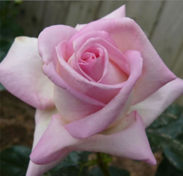 Rose Supply and Maintenance Specialist in Melbourne Area | Roses for