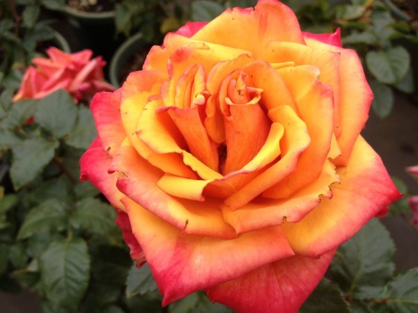 Rose Supply and Maintenance Specialist in Melbourne Area | Roses for ...