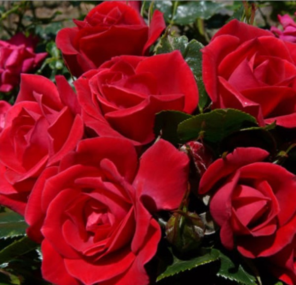 Rose Supply and Maintenance Specialist in Melbourne Area Roses for