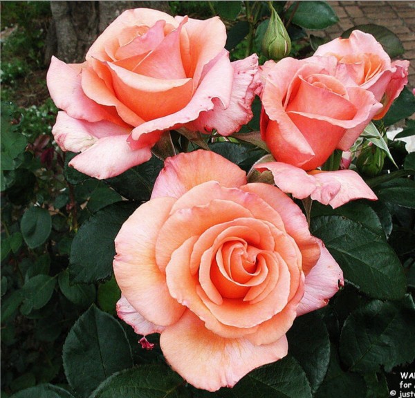 Rose Supply and Maintenance Specialist in Melbourne Area | Roses for ...